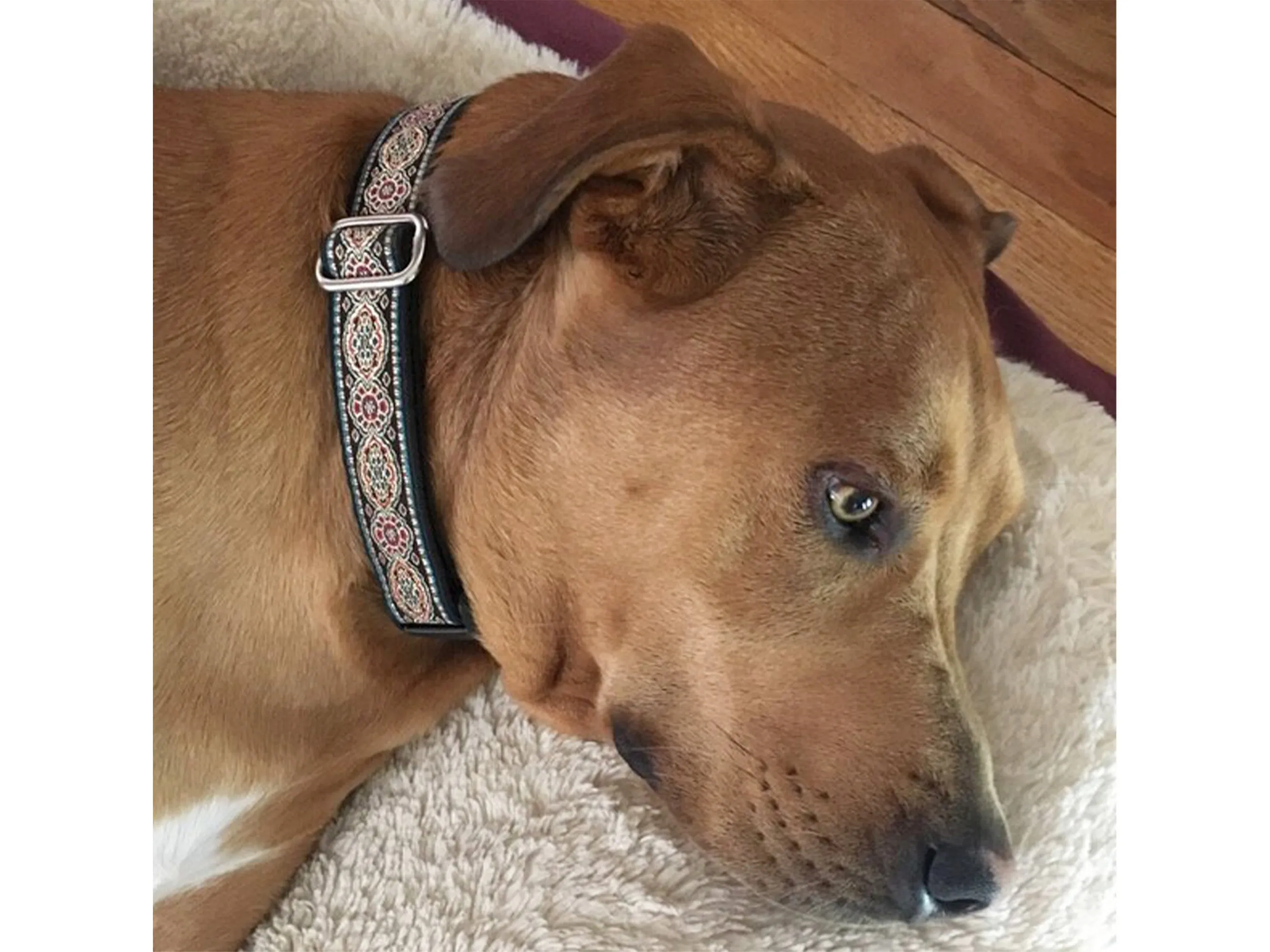 Crown Jewels in Red & Black - Martingale or Buckle Dog Collar - 1" Width