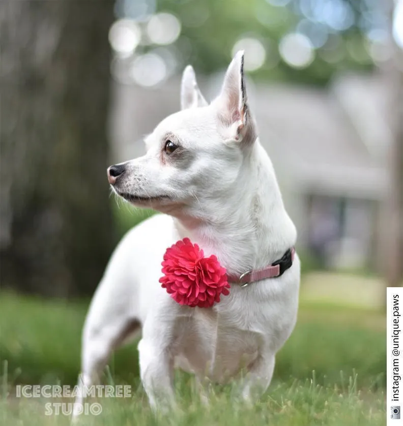PomPom Mid Blue Bloom Collar Slide On - Small Flower Collar Accessory